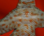 geckosex1.jpg