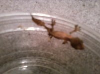 babygecko.jpg