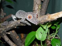 uroplatus 016.jpg