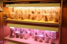 Juvenile cups 1aresized.jpg
