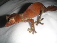 geckos 514.jpg