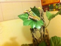 gecko2.JPG