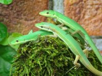 T smaragdinus 6 month old .jpg