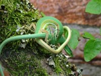 Mating T smaragdinus.jpg