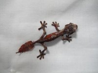geckos 1466.jpg