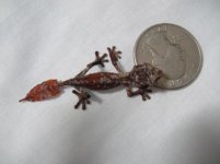 geckos 1470.jpg