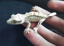 my baby gecko2.jpg