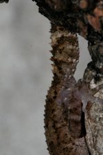 Paroedura vazimba,geschlecht.jpg