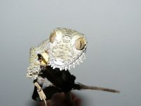 fimbriatus 029.jpg