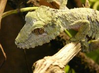 fimbriatus 051.jpg