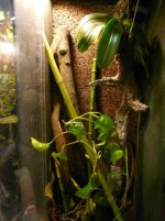 terrarium 003.jpg