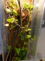 terrarium 007.jpg