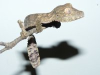 henkeli 021.jpg