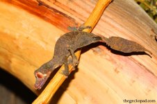 uroplatusCR.jpg