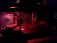IMG_20110710_220440.jpg