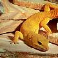ReptileLover87