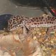rocketgecko
