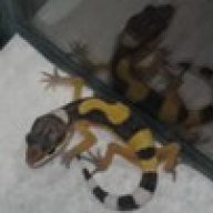 Rajah