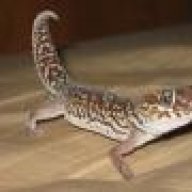 GeckoMan Roth
