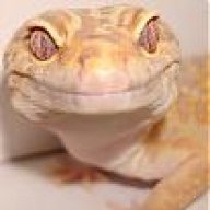 DecoGeckos