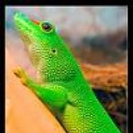Phelsuma World