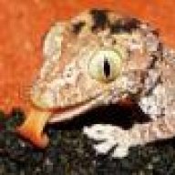 Geck82