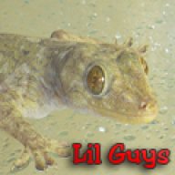 lilguys