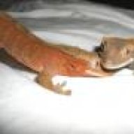 MARQUIS