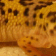 TripleTGecko