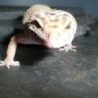 geckofreak
