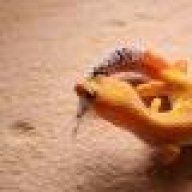 jmhherpetology