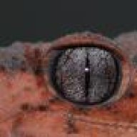 Geckology
