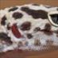 leogecko