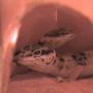 Geckonex