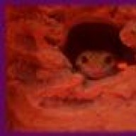 geckos4me
