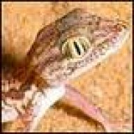 Sinosauropteryx