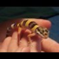 leopardgeclo492