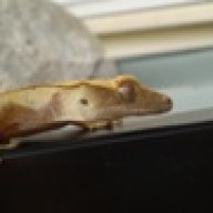 kiwigecko