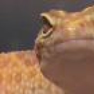 CSMGecko