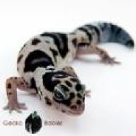 geckobabies