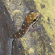 Gex-co