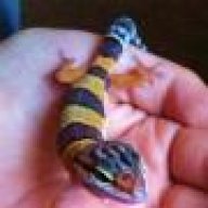 SD Gecko Guy