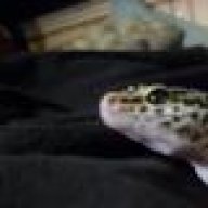 AlphaGeckos