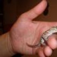 Geckoish