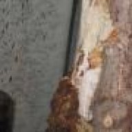 jrvreptiles