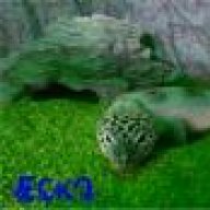 EckoTheGecko2012