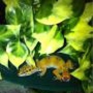 Dancing.leopard.gecko