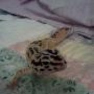 leopard.geckos.dance