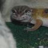 whackett