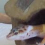 lets-go-geckoz